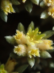 Eriogonum aretioides