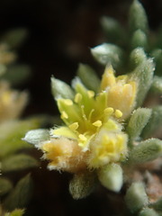 Eriogonum aretioides