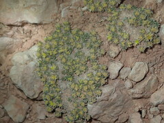Eriogonum aretioides