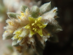 Eriogonum aretioides