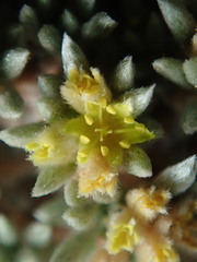Eriogonum aretioides