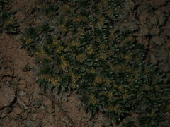 Eriogonum aretioides