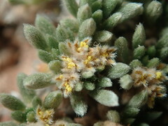Eriogonum aretioides