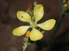 Linum kingii