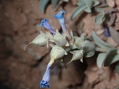 Penstemon bracteatus