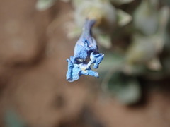 Penstemon bracteatus