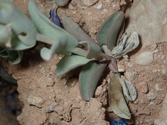 Penstemon bracteatus