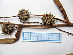 Sparganium eurycarpum coreanum