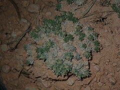 Eriogonum aretioides