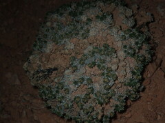 Eriogonum aretioides