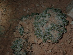 Eriogonum aretioides