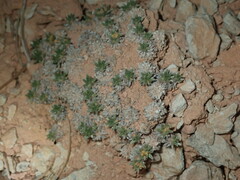 Eriogonum aretioides