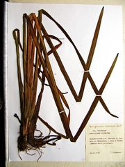 Sparganium eurycarpum coreanum