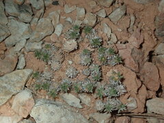Eriogonum aretioides