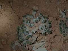 Eriogonum aretioides