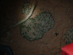 Eriogonum aretioides