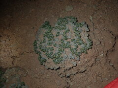 Eriogonum aretioides