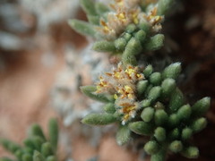 Eriogonum aretioides