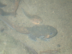 Leptobrachium hasseltii