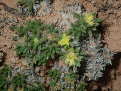 Eriogonum aretioides