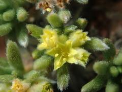 Eriogonum aretioides