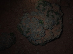 Eriogonum aretioides