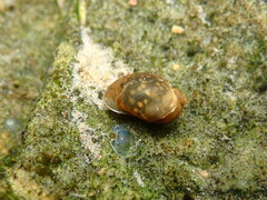 Ampullaceana balthica