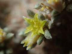 Eriogonum aretioides
