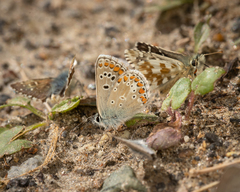 Aricia artaxerxes allous