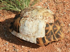 Psammobates tentorius