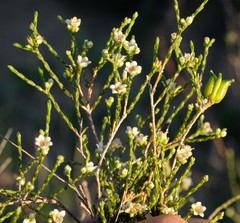 Diosma ramosissima