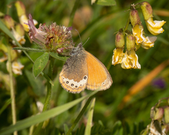 Coenonympha gardetta darwiniana