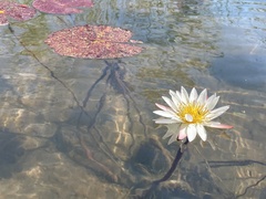 Nymphaea nouchali caerulea