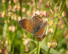 Lycaena hippothoe eurydame