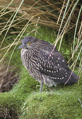 Nycticorax nycticorax falklandicus