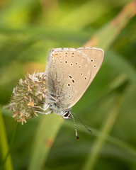 Lycaena hippothoe eurydame