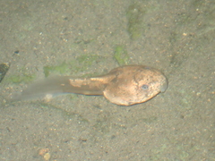 Leptobrachium hasseltii