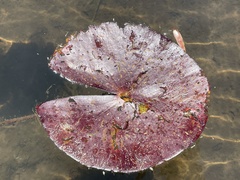 Nymphaea nouchali caerulea