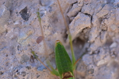 Poecilimon schmidtii