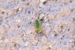 Poecilimon schmidtii