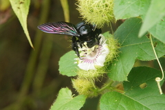 Xylocopa latipes