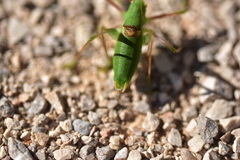 Poecilimon schmidtii