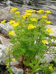 Tanacetum vulgare