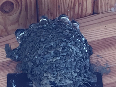 Hirundo rustica erythrogaster