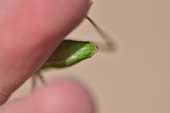 Poecilimon schmidtii