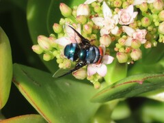 Chrysomya marginalis