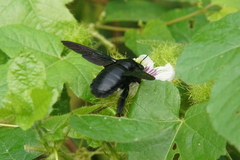 Xylocopa latipes