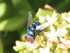 Chrysomya marginalis