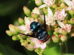 Chrysomya marginalis