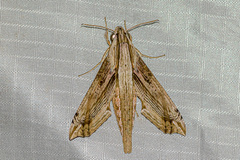 Eupanacra regularis